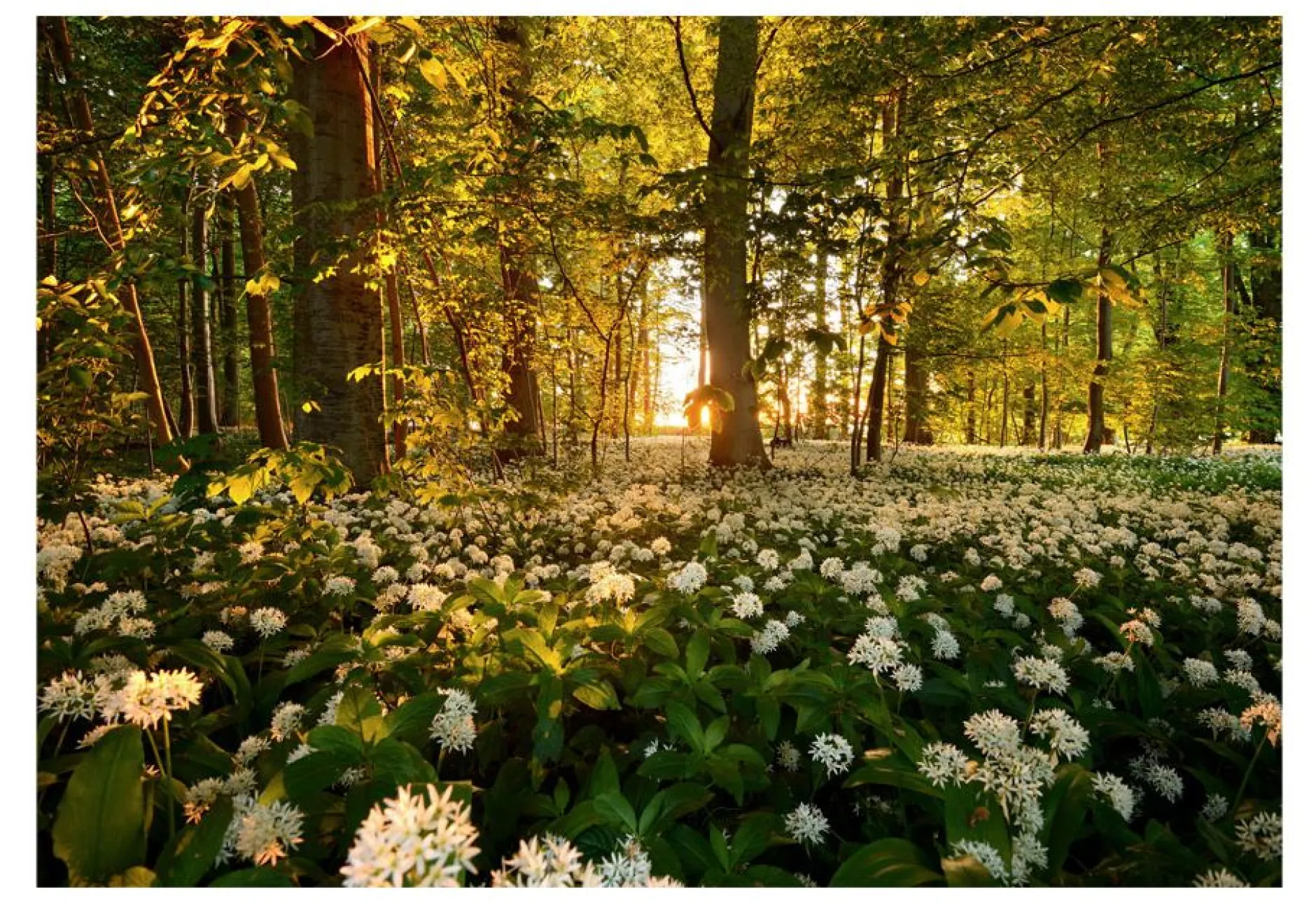 Tapete 'Forest flora'