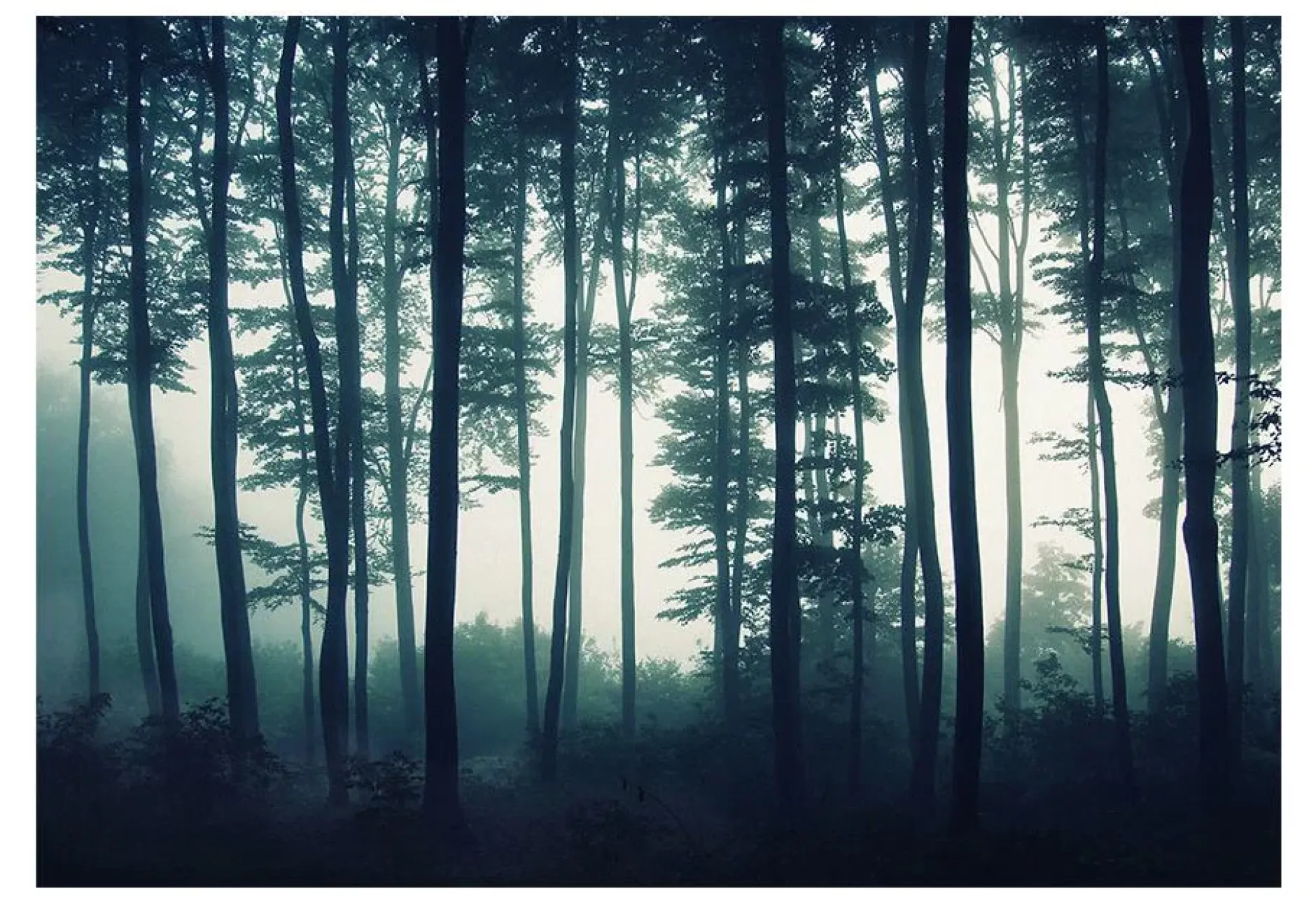 Tapete 'Forest - Wald Nebel'