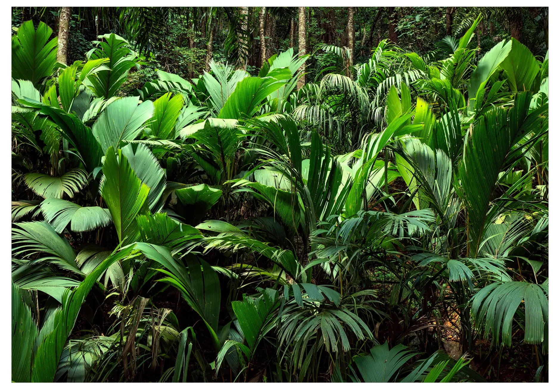 Tapete 'Freshness of the Jungle'