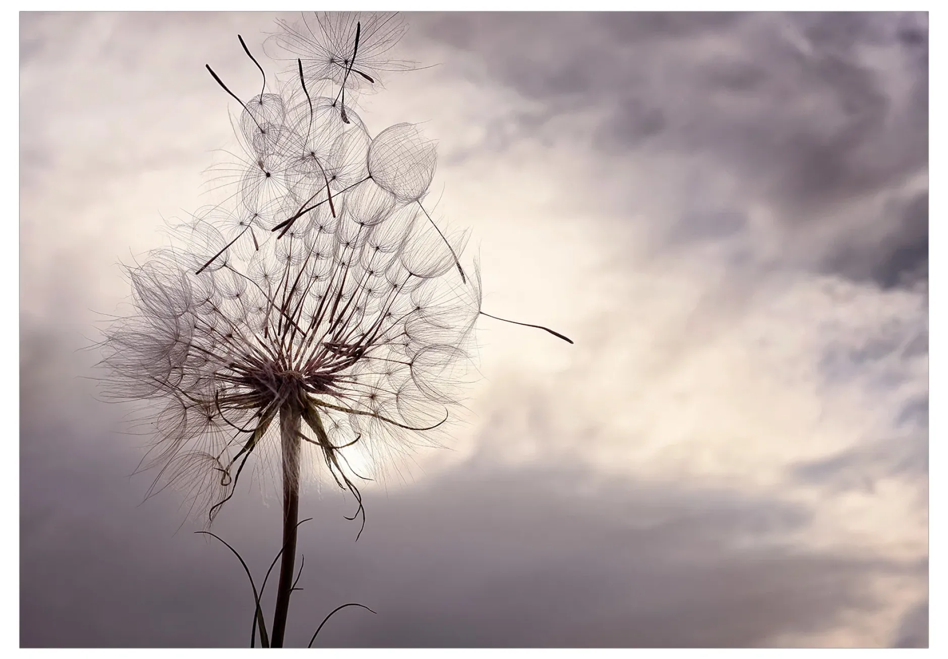 Tapete 'Gentle Wind'
