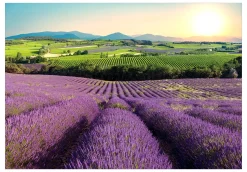 Tapete 'Lavender Field'