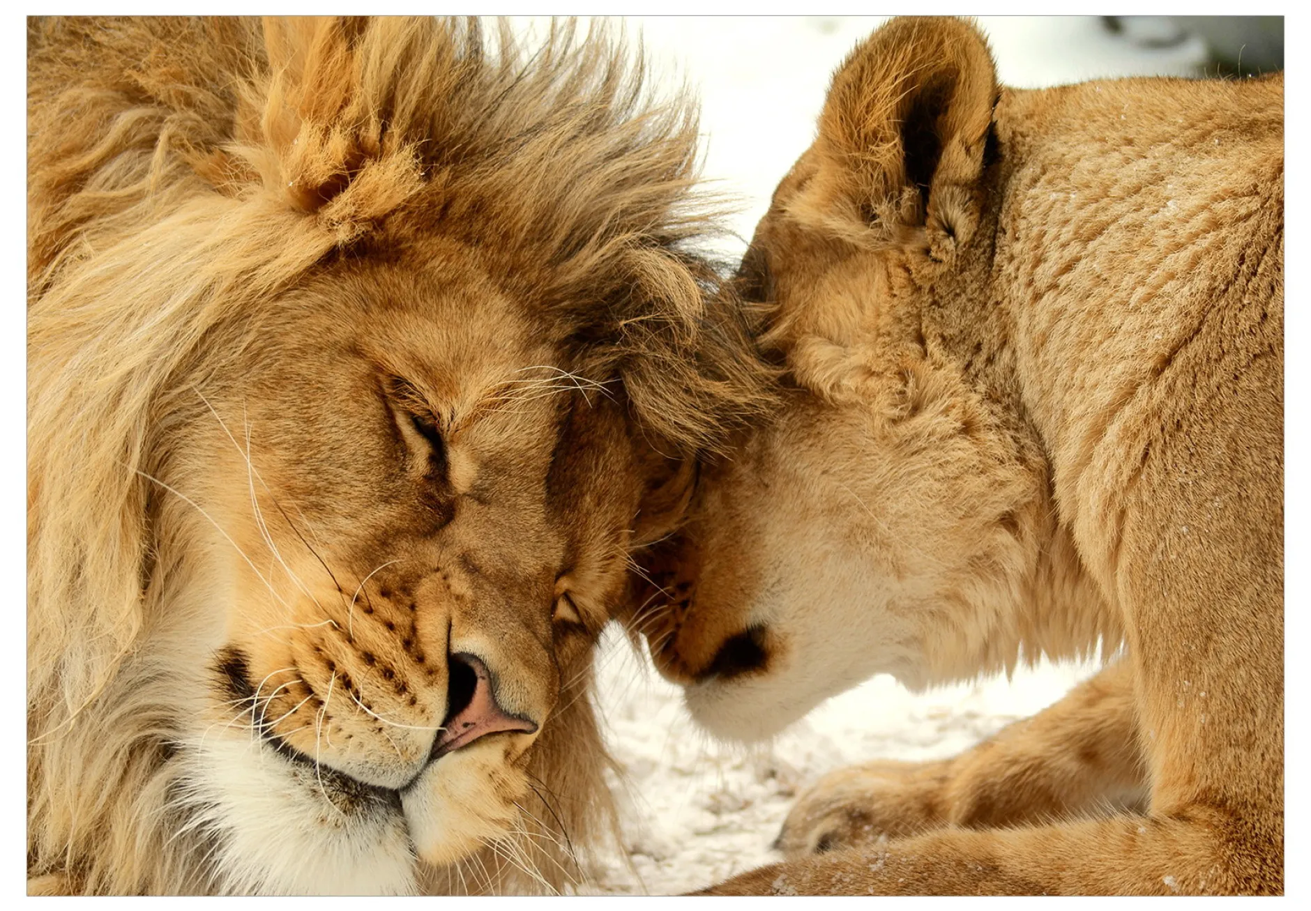 Tapete 'Lion Tenderness'