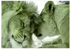 Tapete 'Lion Tenderness (Green)'