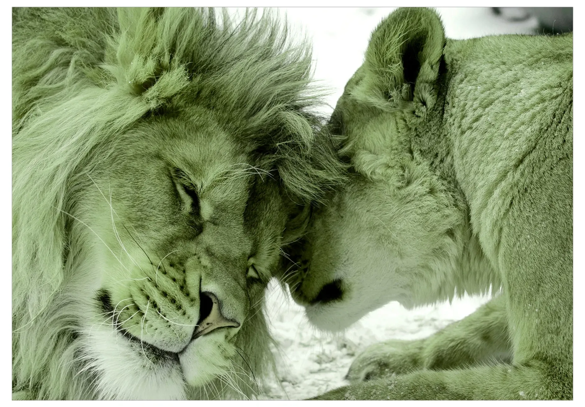 Tapete 'Lion Tenderness (Green)'