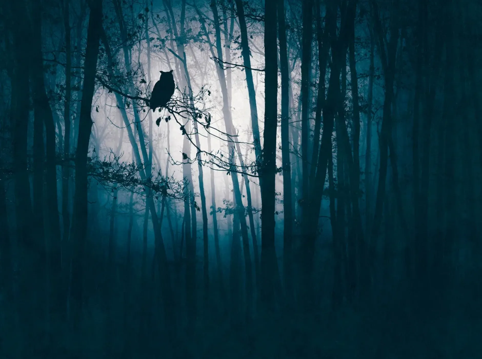 Tapete 'Midnight Woods' 371x280cm