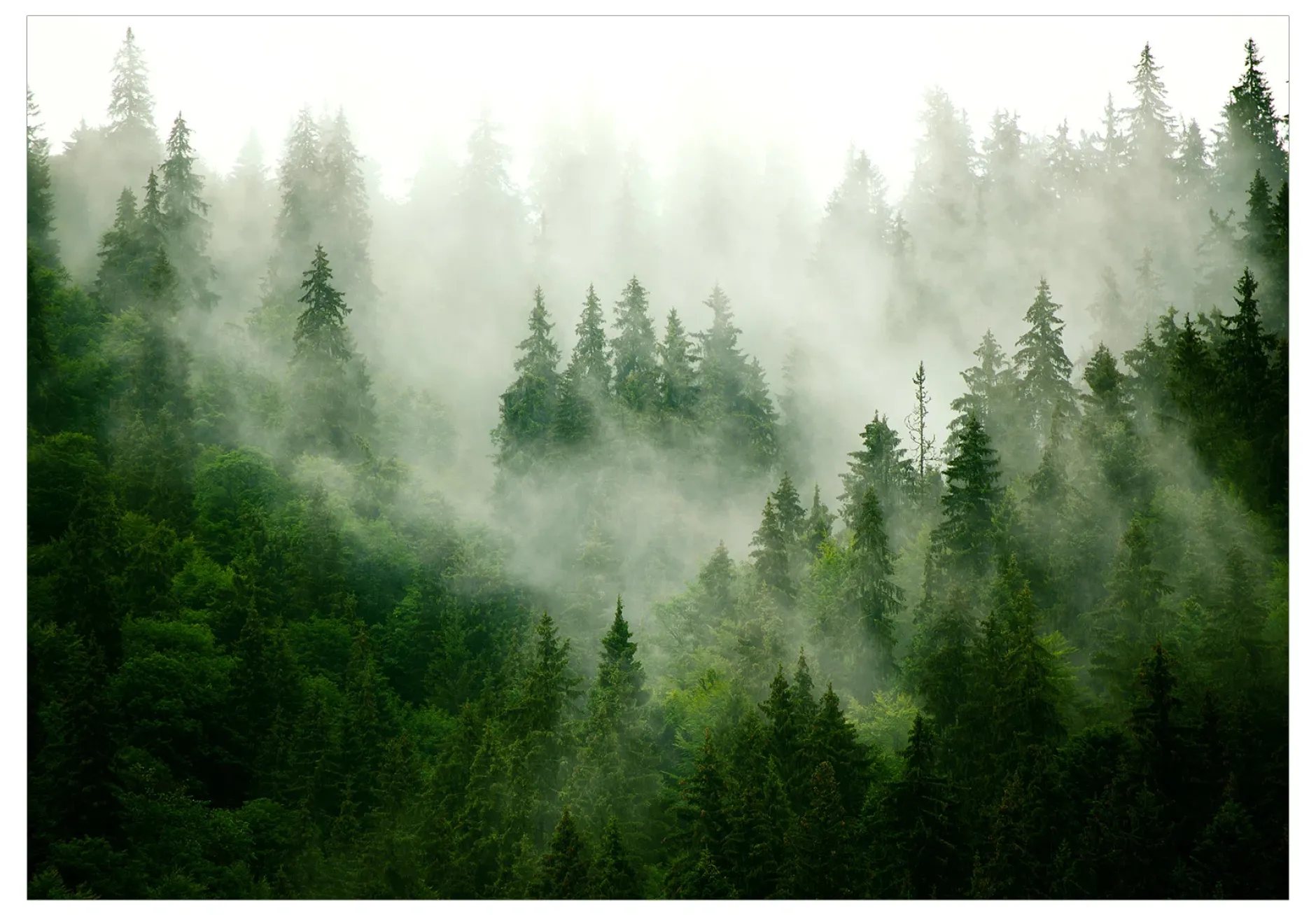 Tapete 'Mountain Forest (Green)'