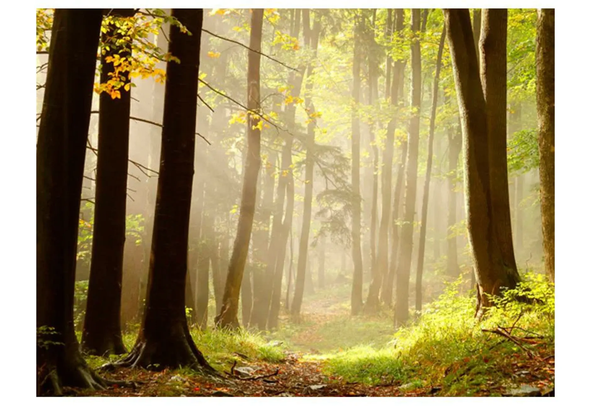 Tapete 'Mysterious forest path'