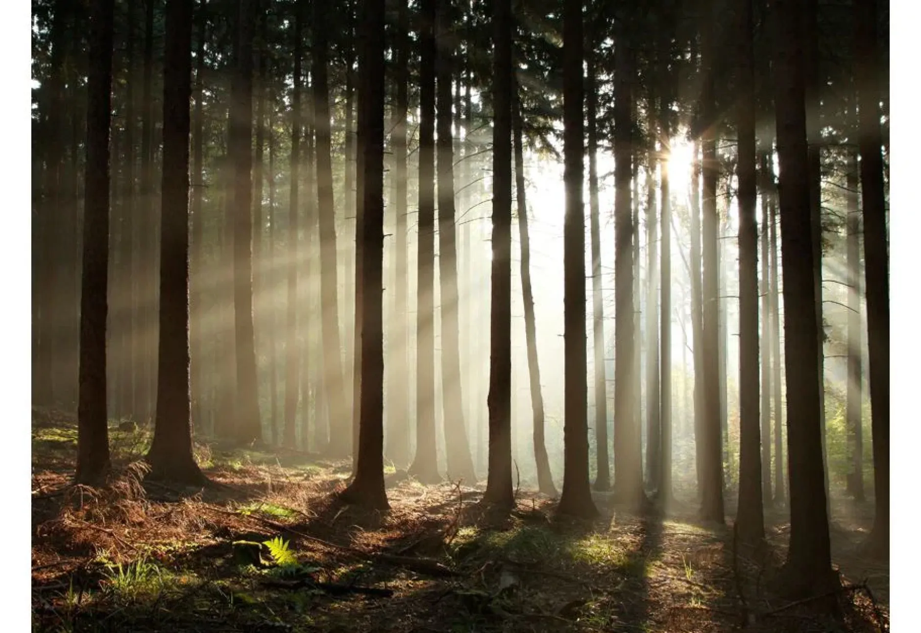 Tapete 'Nadelwald im Morgennebel'