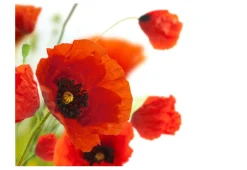 Tapete 'Poppies on the wihite background'