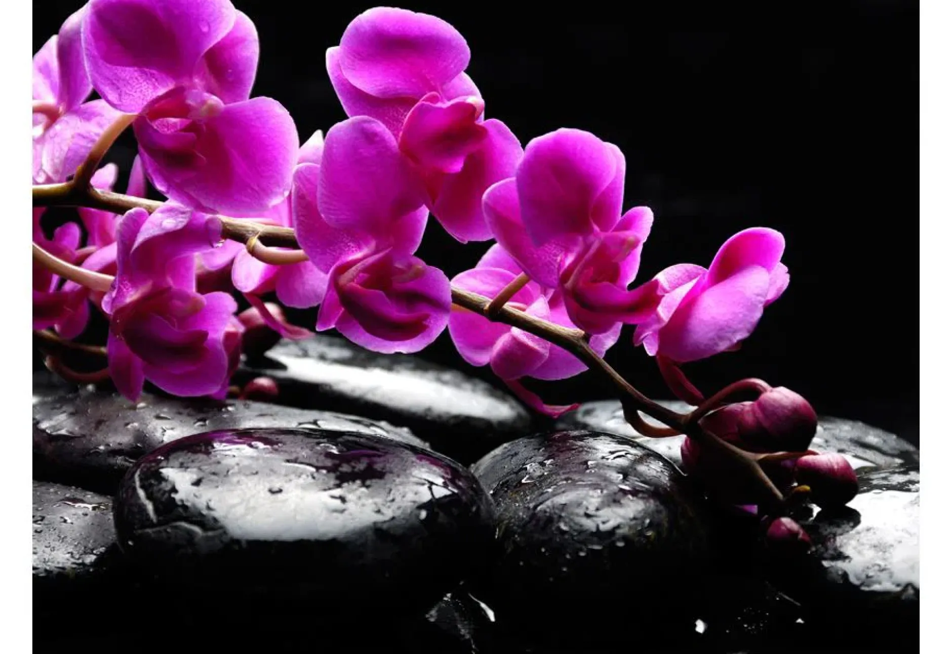 Tapete 'Pure Harmonie: Orchidee und Zen - Steine'