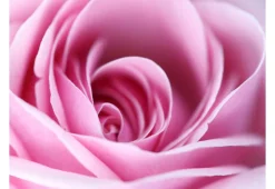 Tapete 'Rosa Rosa'