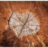 Tapete 'Tree Trunk Stories'