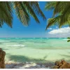 Tapete 'Under Palm Trees'