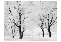 Tapete 'Verschneite Bäume: Ein Wintermärchen'