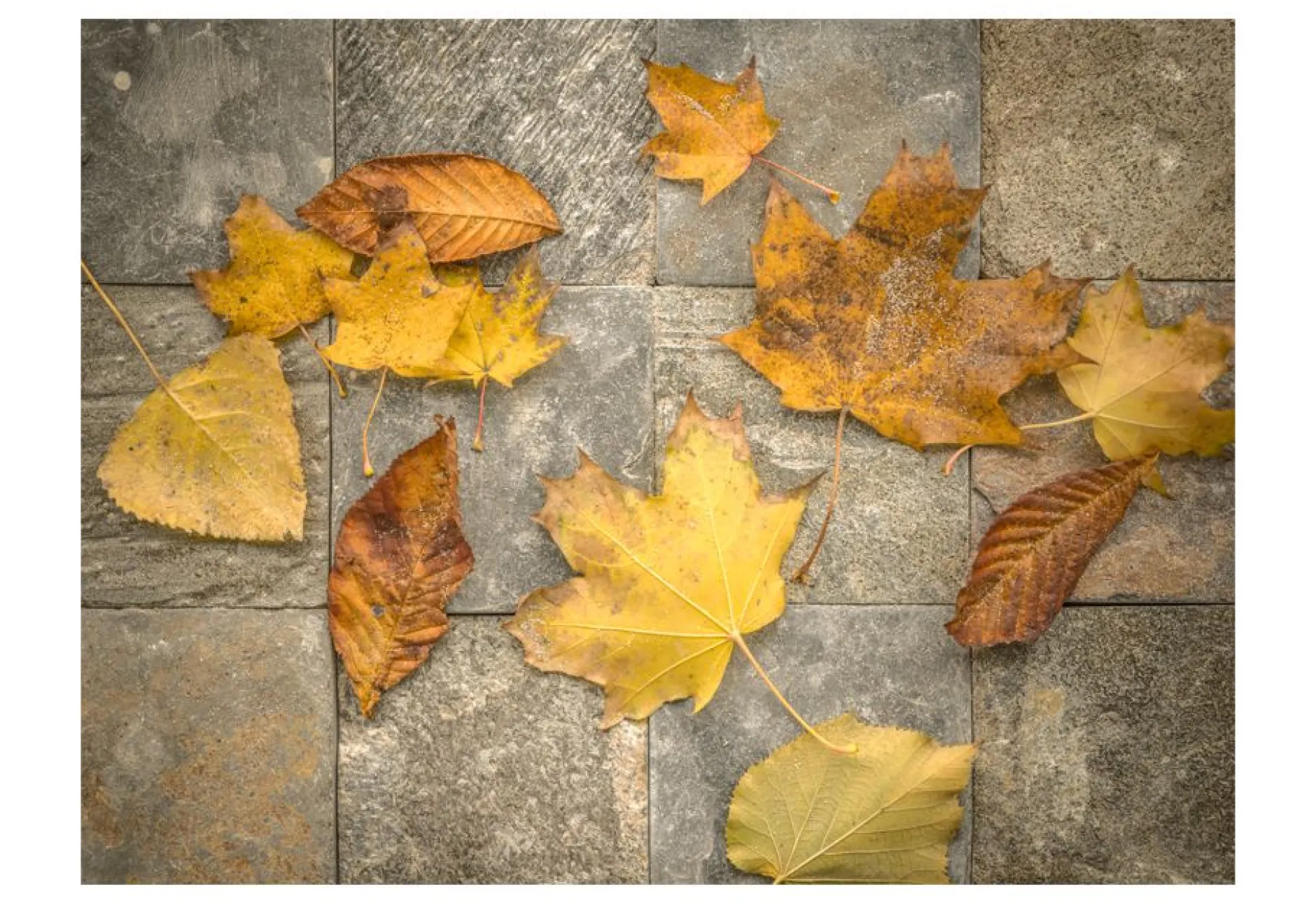 Tapete 'Vorbote des Herbstes'