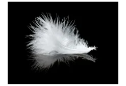 Tapete 'White feather'