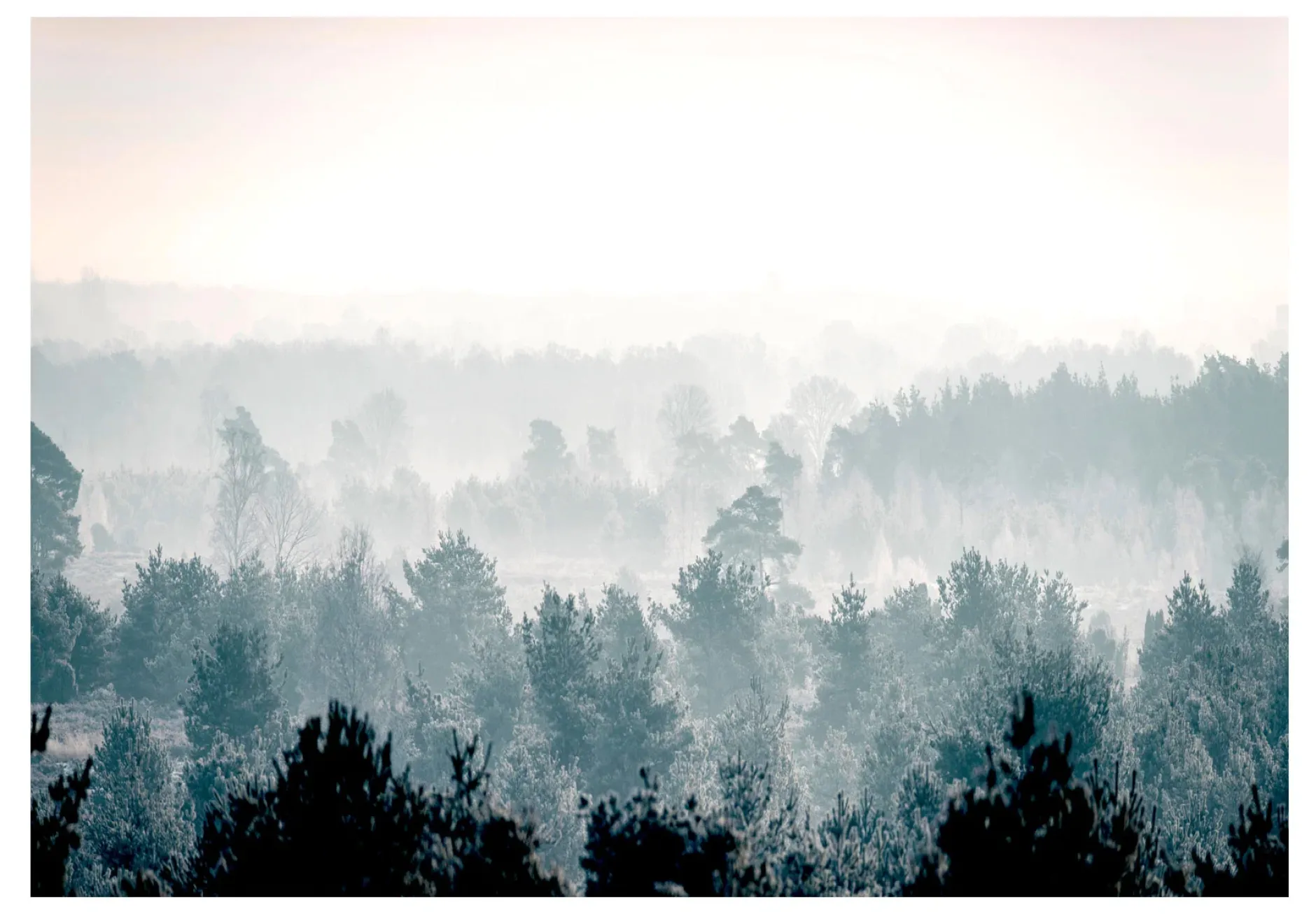 Tapete 'Winter Forest'