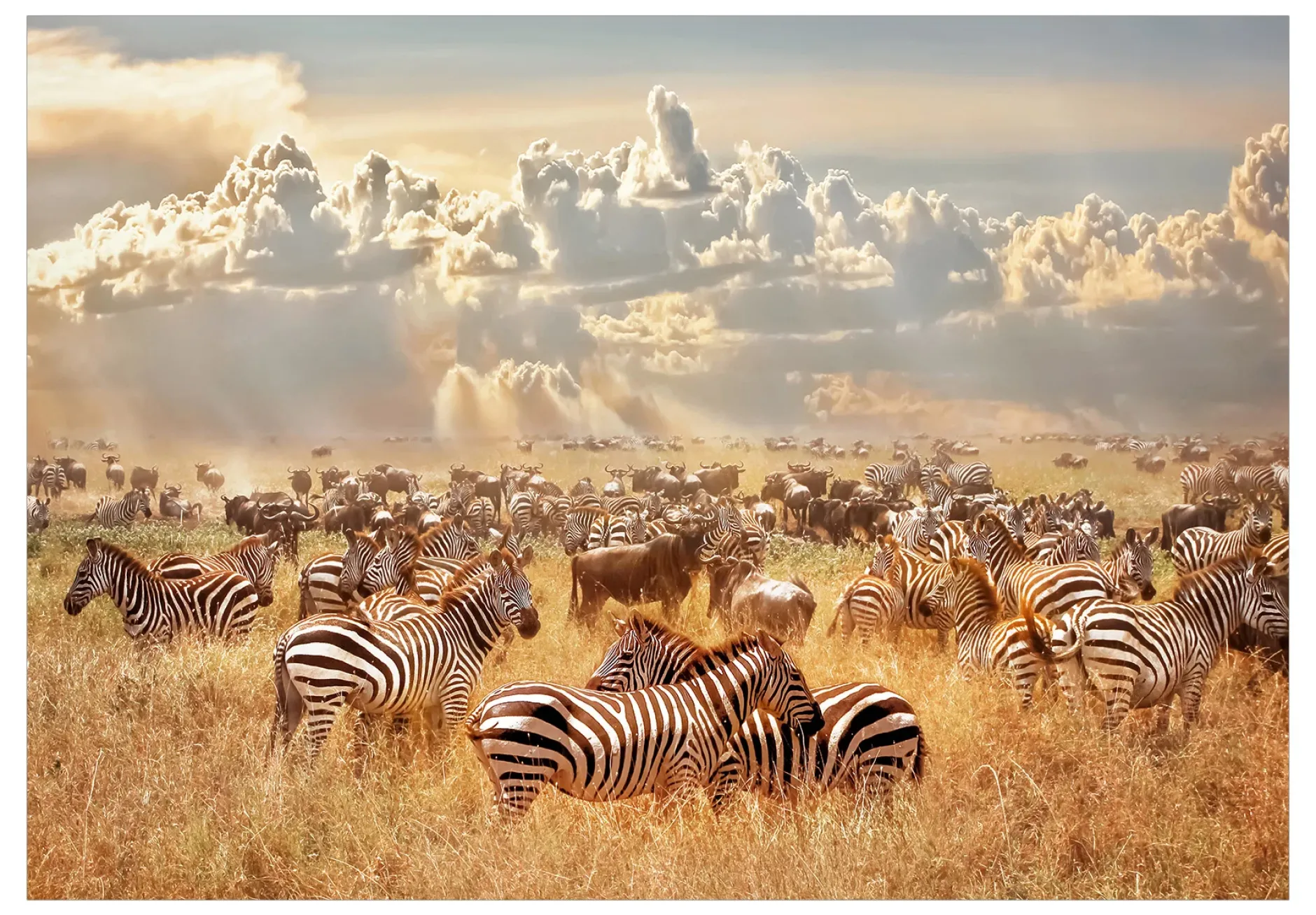 Tapete 'Zebra Land'