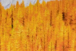 XXL Öl Gemälde 'Essence of Autumn' | Handgemaltes Unikat