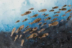 XXL Öl Gemälde 'Fish's Magic' | Handgemaltes Unikat