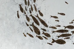 XXL Öl Gemälde 'Golden Shoal' | Handgemaltes Unikat