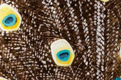 XXL Öl Gemälde 'Magic Peacock' | Handgemaltes Unikat