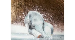 XXL Öl Gemälde 'Sleepy Elephant' | Handgemaltes Unikat