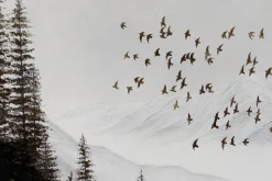 XXL Öl Gemälde 'Verschneite Berge' | Handgemaltes Unikat