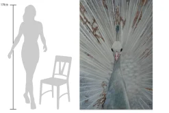 XXL Öl Gemälde 'White Peacock' | Handgemaltes Unikat
